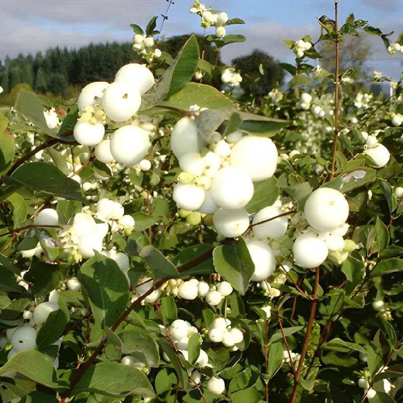 White Snowberry Fresh Autumn Greenery Branches