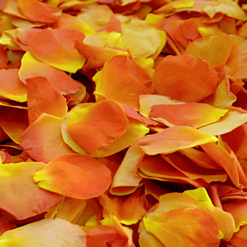 Orange Rose Petals Preserved