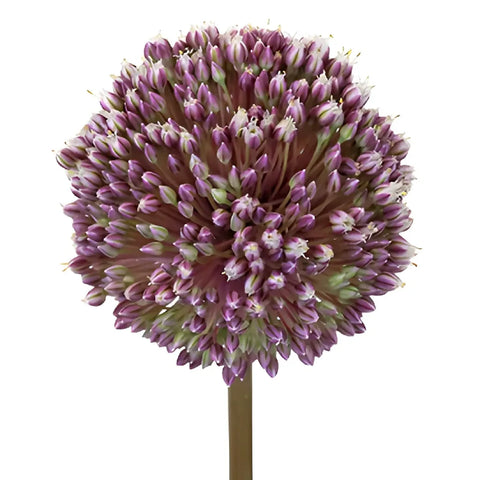 Amethyst Hues Allium Flower Stem - Image