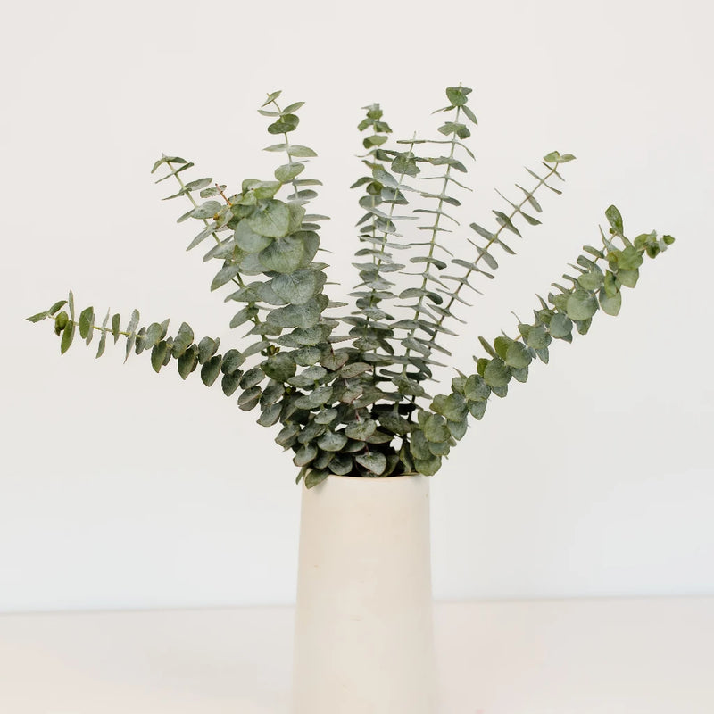 Baby Eucalyptus Greenery