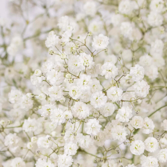 Baby's Breath