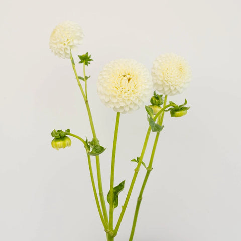 Ball White Dahlia Flower