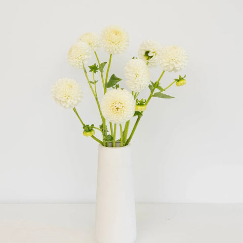 Ball White Dahlia Flower