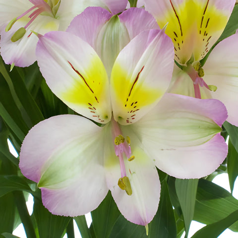 Lovely Lilac Peruvian Lily