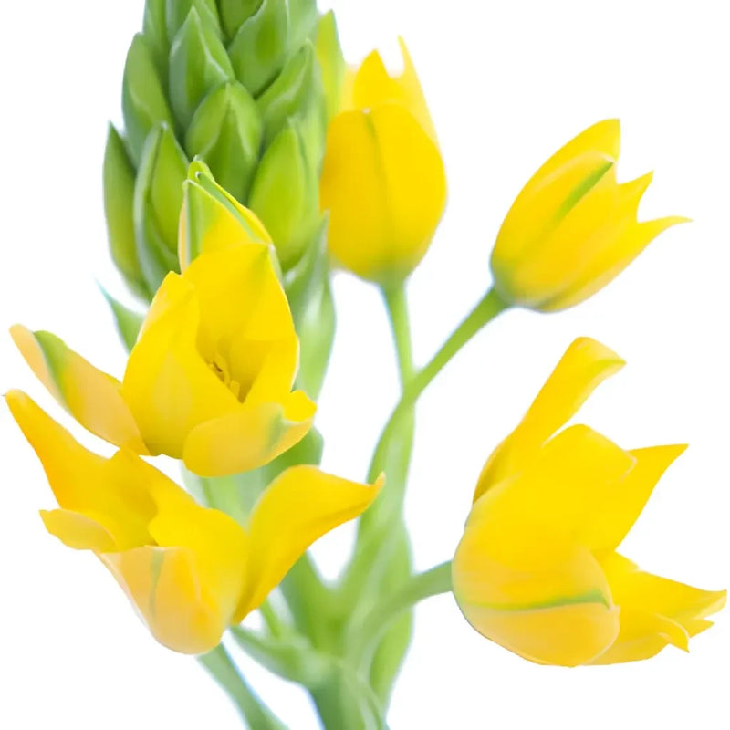 Ornithogalum Yellow Flower Vase - Image