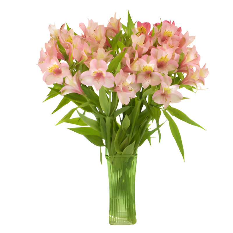 Tickled Pink Wholesale Peruvian Lilies