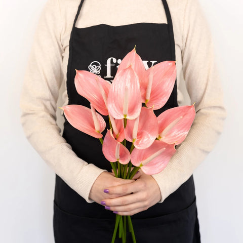 Anthurium Rosey Pink Tropical Flower