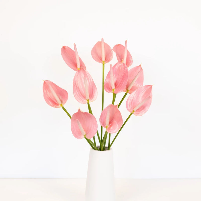 Anthurium Rosey Pink Tropical Flower