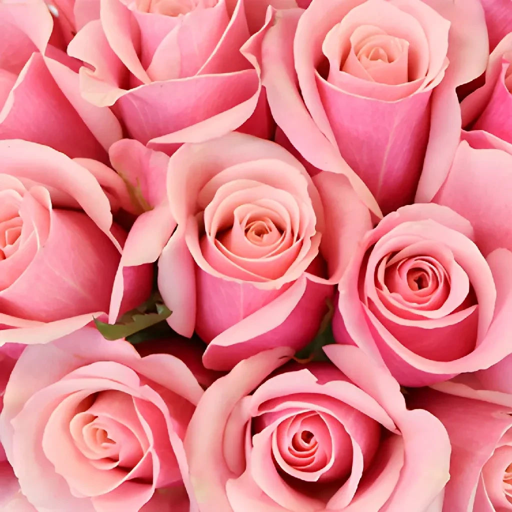 Buy Wholesale Irresistible Pink Sweetheart Roses in Bulk - FiftyFlo...