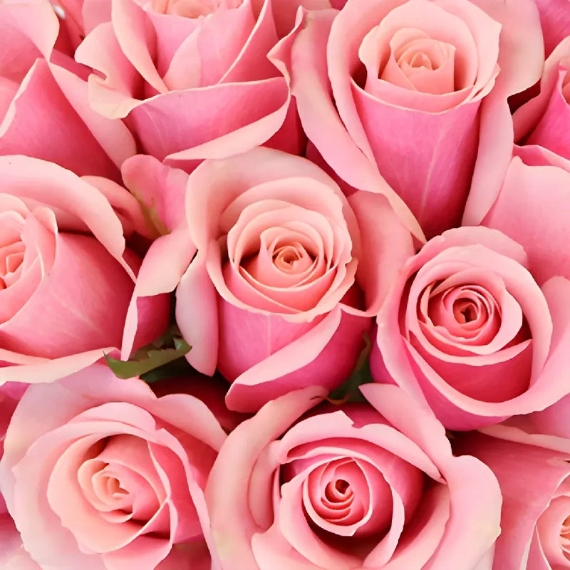 Irresistible Pink Sweetheart Roses Close Up - Image