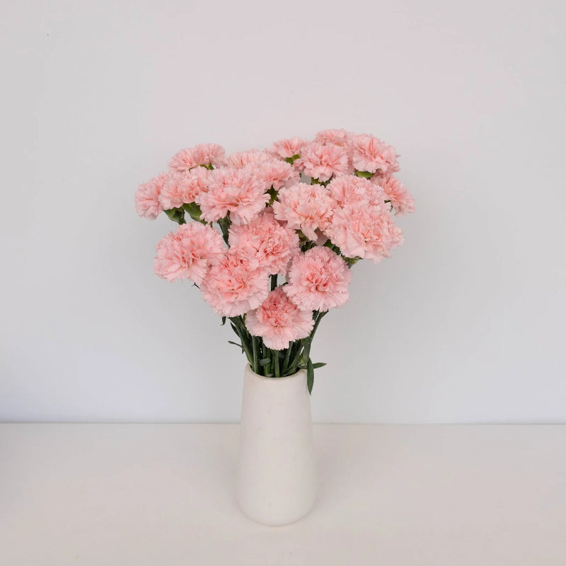 Pink Carnations Valentines Day Special