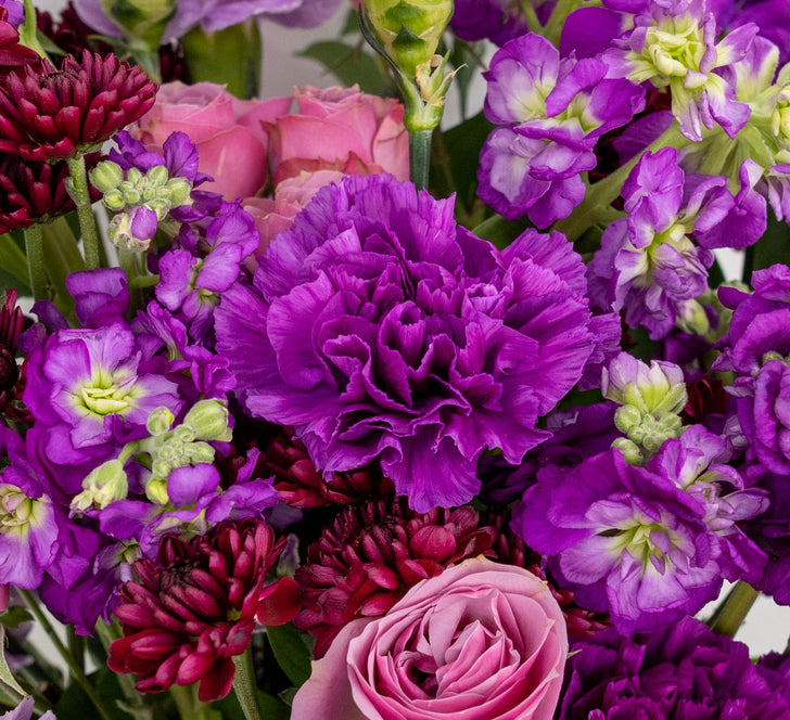 Purple Roses Collection Shades Of Purple Flower Collection