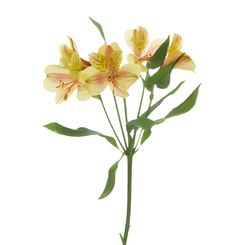 Creamy Blush Alstroemeria Flower