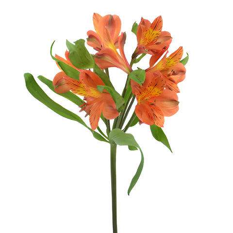 Terracotta Orange Peruvian Lily Flower Stem View
