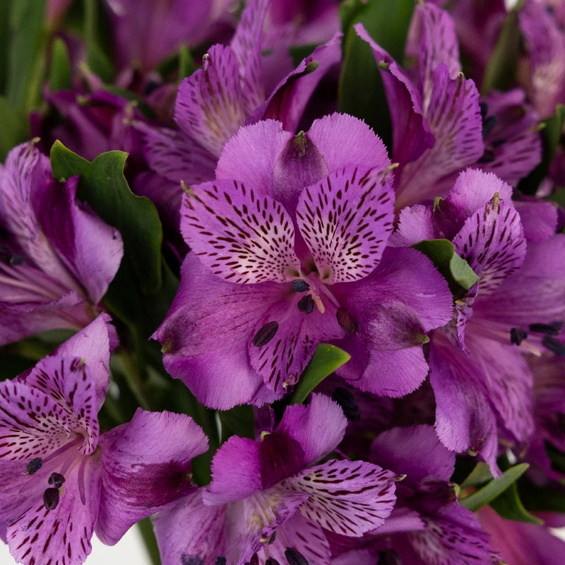 Aaron Close Up - Image