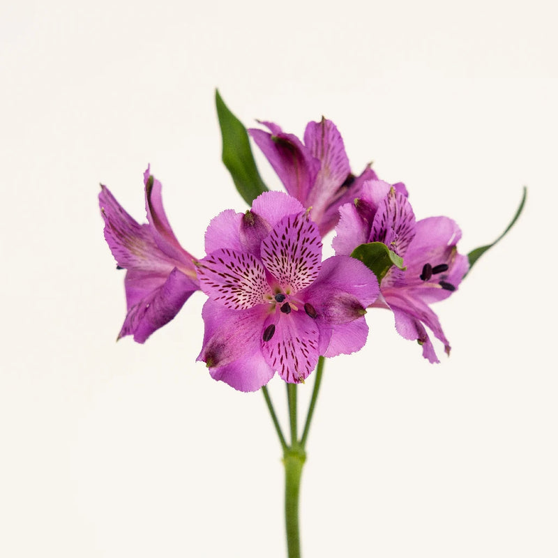 lavender alstroemeria flower Buy Wholesale Mystic Violet Alstroemeria Flower in Bulk
