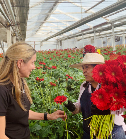 A FiftyFlowers buyer and a farm grower inspecting red gerbera daisies inside a greenhouse