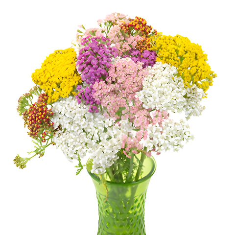 Colorful Farm Mix Yarrow Flowers
