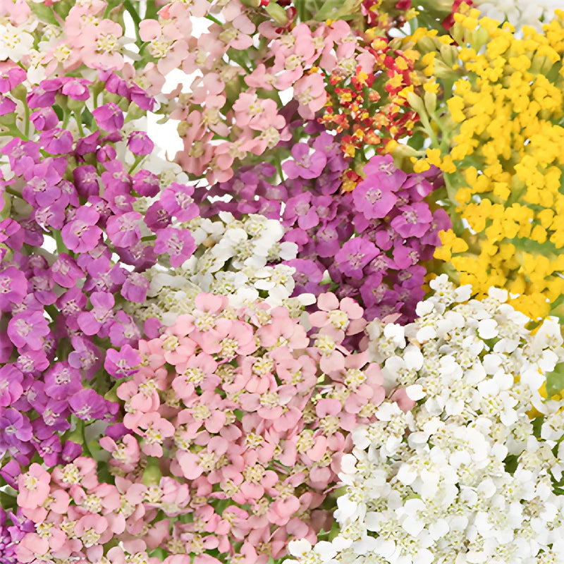 Colorful Farm Mix Yarrow Flowers
