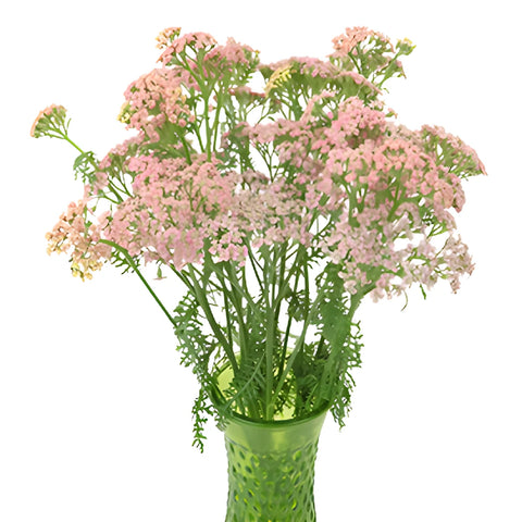 Light Pink Cottage Yarrow Flowers