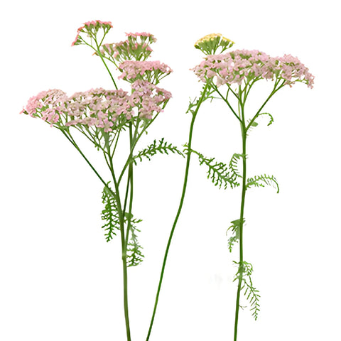 Light Pink Cottage Yarrow Flowers