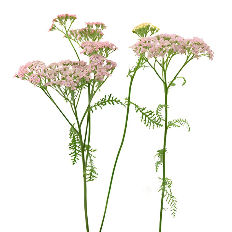 Light Pink Cottage Yarrow Flowers