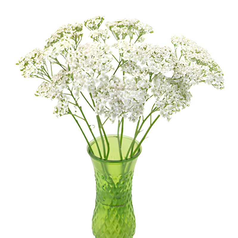 Ivory White Cottage Yarrow Flowers