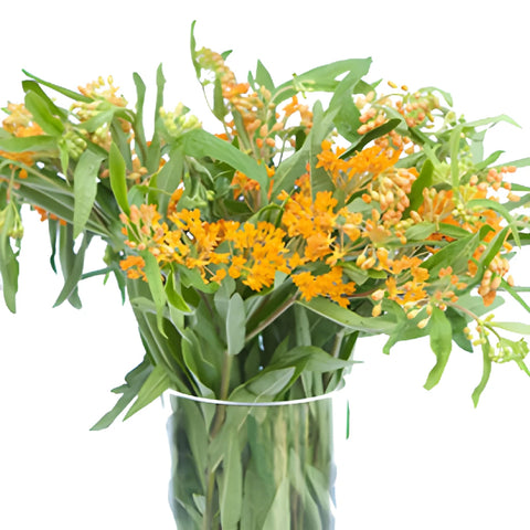 Pumpkin Orange Milkweed Flower