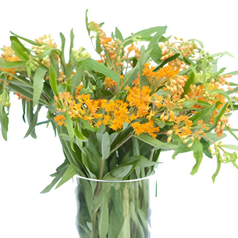 Pumpkin Orange Milkweed Flower
