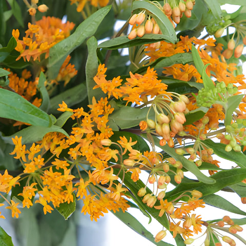 Pumpkin Orange Milkweed Flower