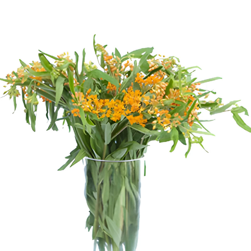 Pumpkin Orange Milkweed Flower