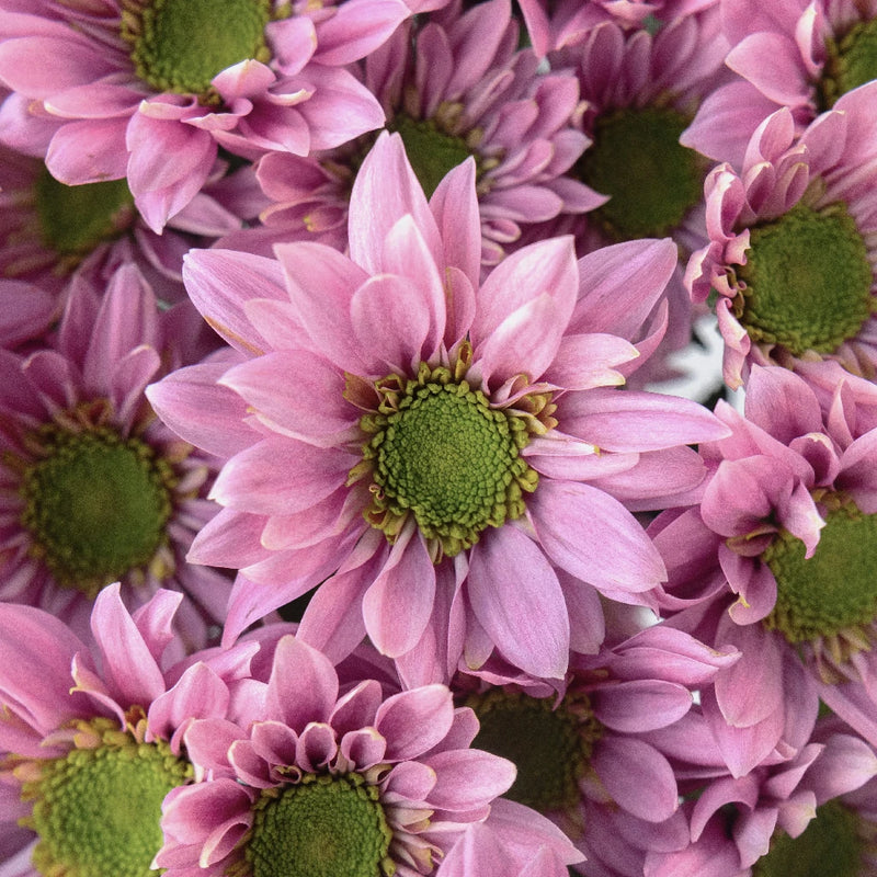 Adele Flower Close Up - Image