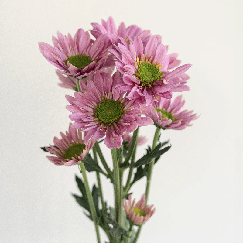 Adele Flower Stem - Image