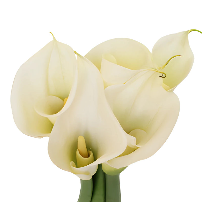 white calla lilies for sale Buy Wholesale White Standard Calla Lily Flower in Bulk