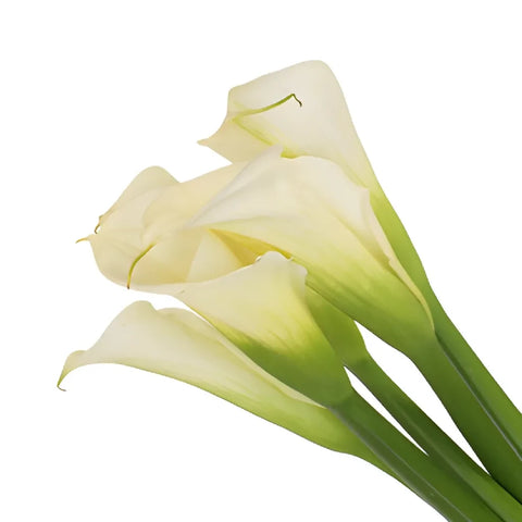 White Standard Calla Lily Flower Apron - Image