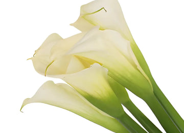 White Standard Calla Lily Flower Apron - Image