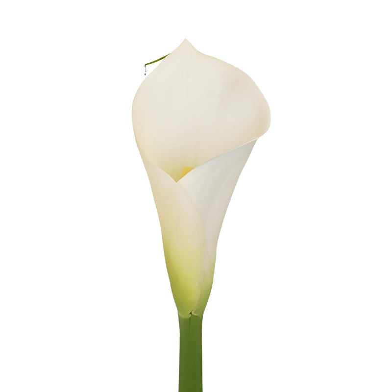White Standard Calla Lily Flower