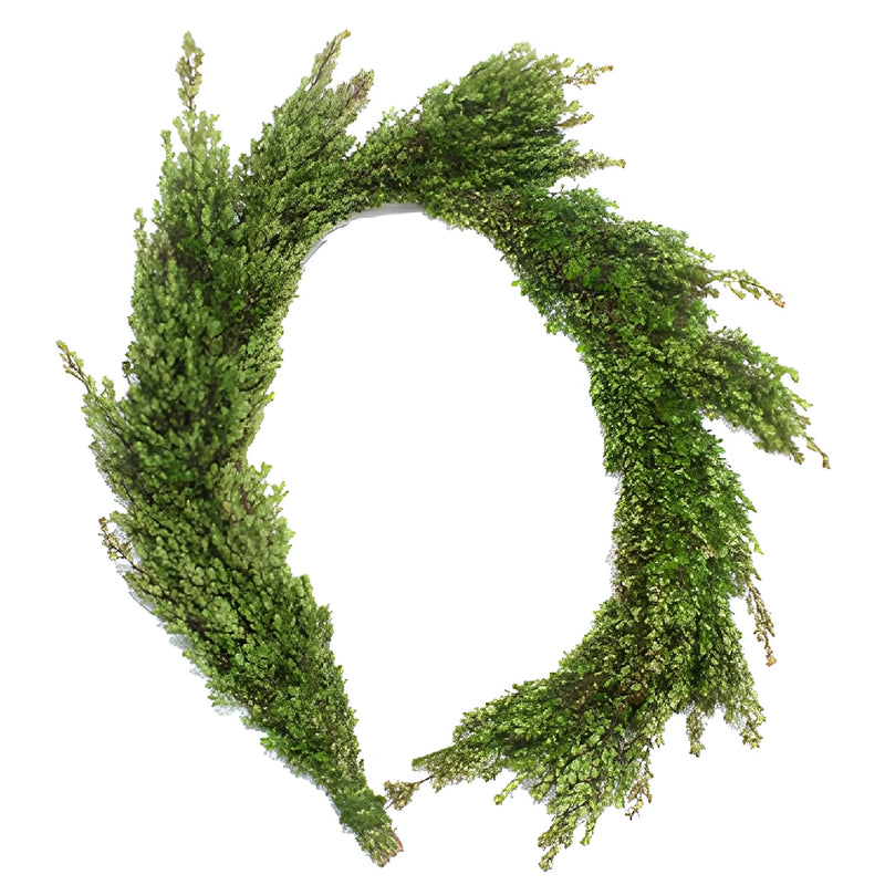 Fresh Boxwood Garland