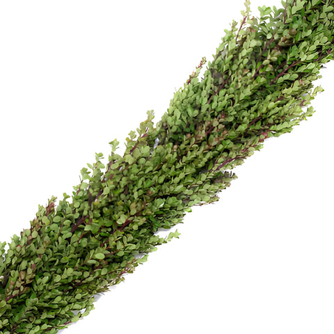 Fresh Boxwood Garland