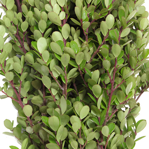 Fresh Boxwood Garland