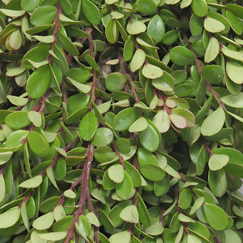Fresh Boxwood Garland