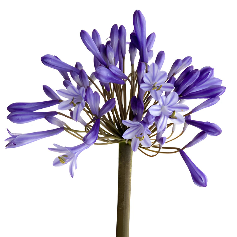 Lily of the Nile Agapanthus Flowers