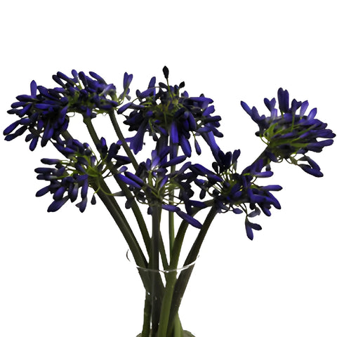 Indigo Blue Agapanthus Flowers