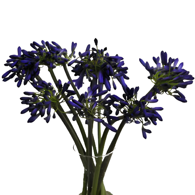 Indigo Blue Agapanthus Flowers