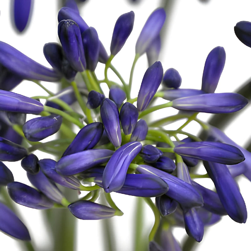 Indigo Blue Agapanthus Flowers