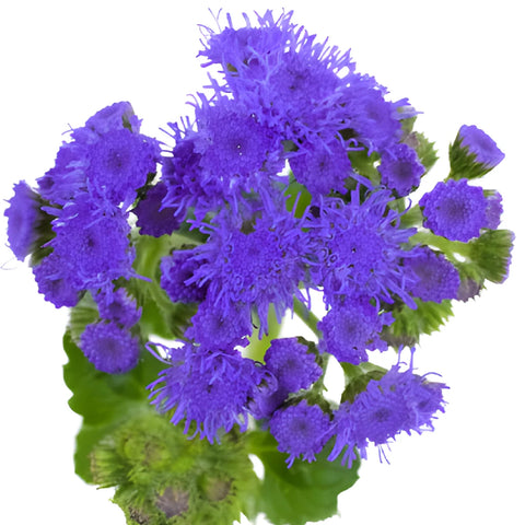 Passionate Purple Ageratum Flowers