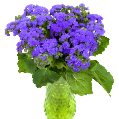 Passionate Purple Ageratum Flowers