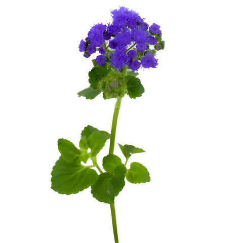 Passionate Purple Ageratum Flowers