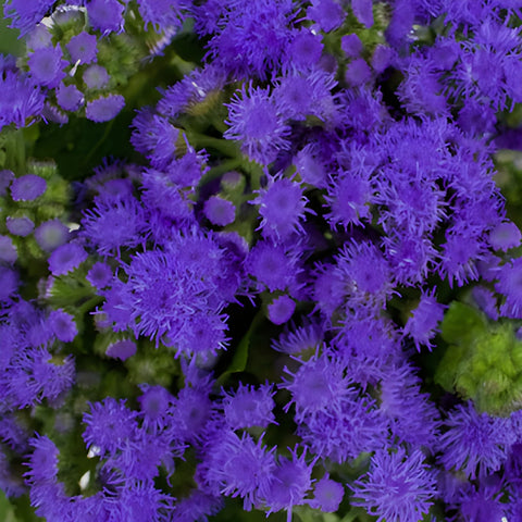 Passionate Purple Ageratum Flowers