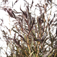 Agonis greenery DIY wedding flowers